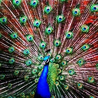 Peasenhall peacock